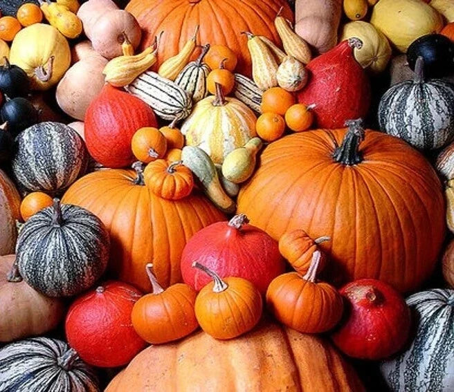 Pumpkin Seeds Pack - 12 Varieties Cucurbita pepo for Carving Cooking & Decor