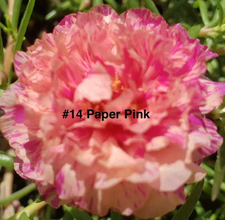 Moss Rose Cuttings - 10 Unrooted Paper Pink Portulaca Grandiflora Annual for Sunny Gardens, Pots, and Hanging Baskets