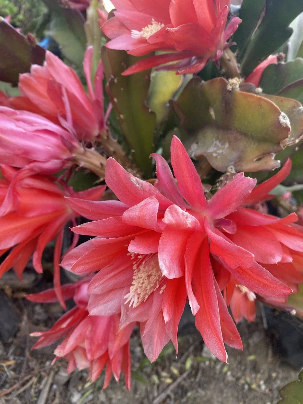 Red Orchid Cactus Cuttings – Epiphyllum Disocactus Ackermannii, 3 Pieces, 4-8 Inches Long, Vibrant Red Blooms, Easy Care Indoor Outdoor Plant