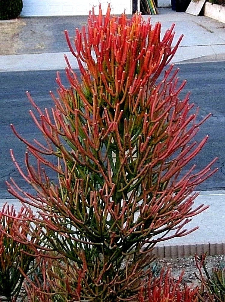 Fire Sticks Euphorbia Tirucalli Cuttings - Succulent Propagation Kit, Orange & Yellow Stems, 10 Fresh Plant Cuttings
