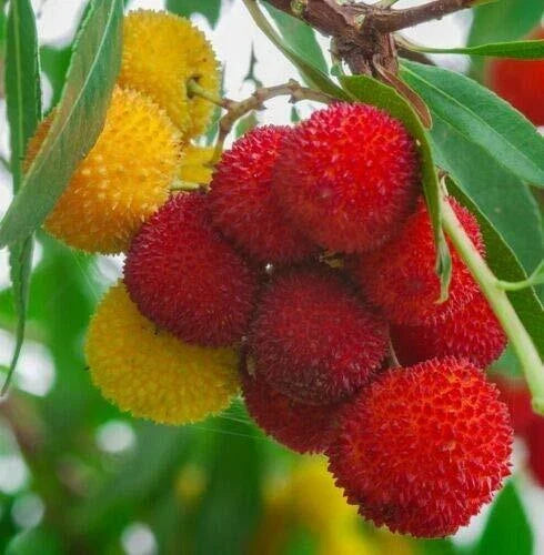 Strawberry Tree Seeds - Arbutus Unedo Rare Exotic Fruit, 1 Pack