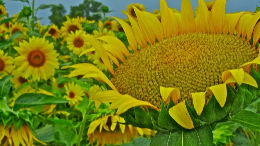 Giant Mammoth Sunflower Seeds | Helianthus annuus | Large Yellow Flower Pack of 15 Seeds