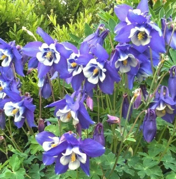 Columbine Seeds - 500 Non-GMO Blue Perennial Seeds - Aquilegia caerulea for Spring Blooms & Pollinator Attraction