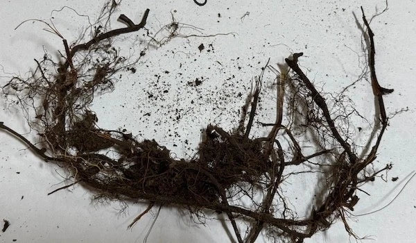 New York Fern Roots 3 Pack | Native Shade-Loving Perennial for Woodland Gardens & Erosion Control | Thelypteris noveboracensis