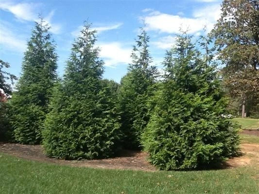 3 Green Giant Arborvitae 2.5" Pot 6-12" Thuja 'Green Giant' Fast Growing Evergreen Privacy Screen