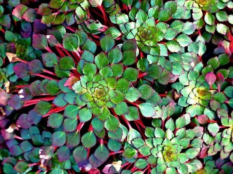 Mosaic Plant Set of 2 - Ludwigia Sedioides - Live Aquarium & Pond Aquatic Plants - Green & Reddish Foliage