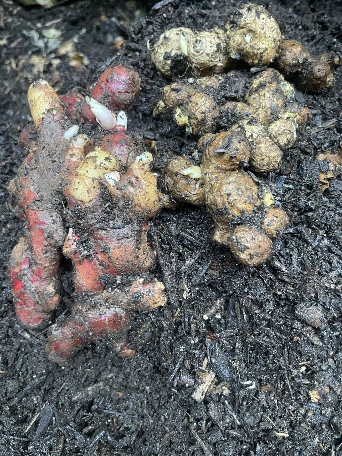 Indonesian Ginger Roots Set – Red & Black Zingiber officinale for Home Garden & Outdoor Planting