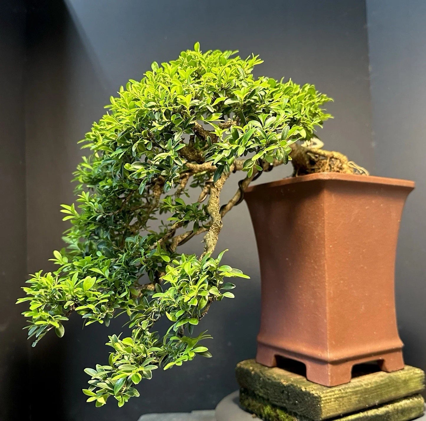 Bonsai Tree 12" Kingsville Boxwood Cascade Potted in Yixing Zisha Pot - 30-35 Years Old Indoor Outdoor Gift