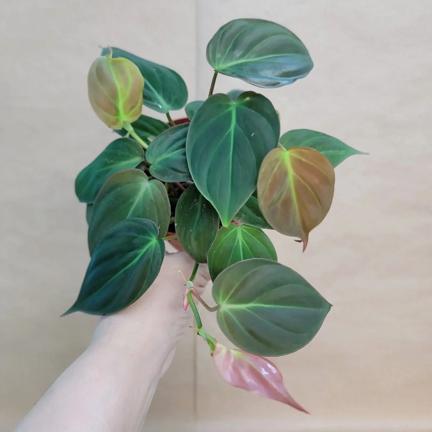 Philodendron Micans 4" Potted Plant – Velvet Green Heart-Shaped Leaves Indoor Houseplant, Philodendron hederaceum var. Micans
