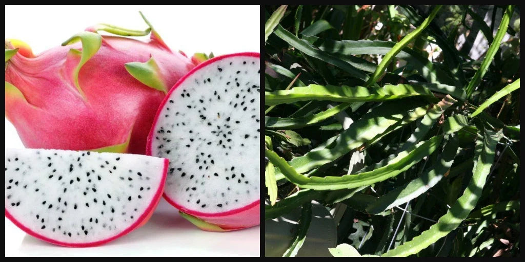 Unrooted 8" White Flesh Dragon Fruit Plant Cuttings - Pitahaya Hylocereus Vine for Garden or Patio
