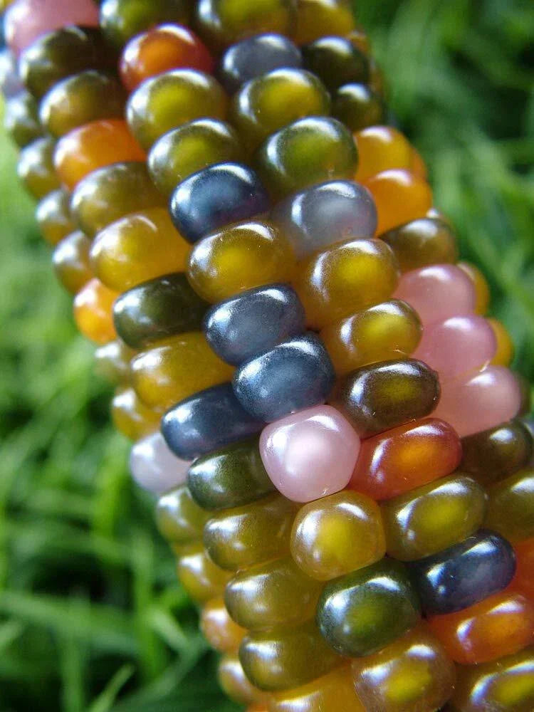 Glass Gem Indian Corn Seeds - 40+ Vibrant Translucent Kernels - Zea mays