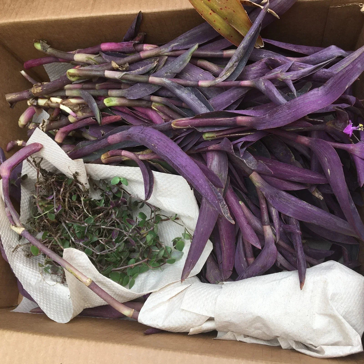 Purple Heart Wandering Jew Cuttings - 20 Pack - Tradescantia Pallida Purpurea - Indoor & Outdoor Garden Plant