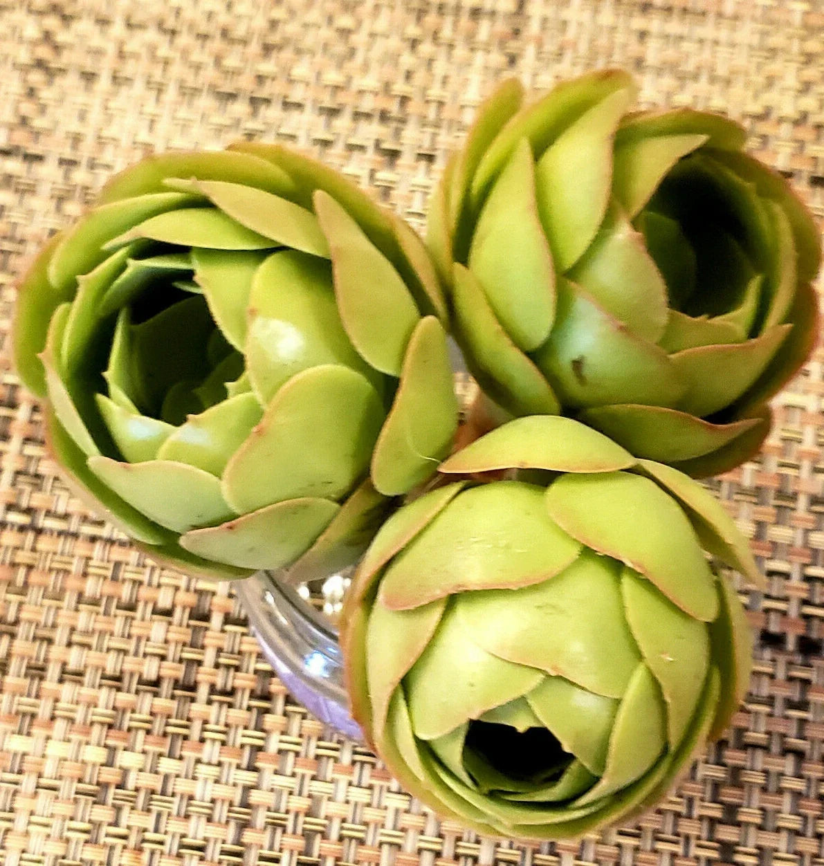 Aeonium Cuttings 3" Diameter Rose Bud Variety Succulent Plant Cuttings Aeonium spp.
