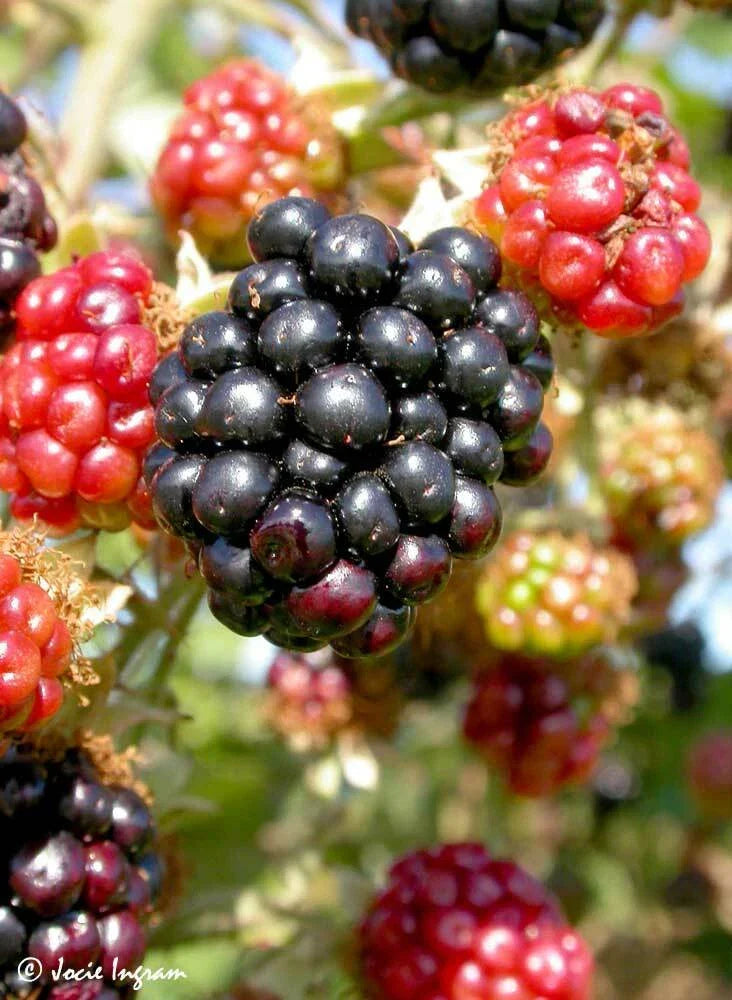Wild Blackberry Bush Cuttings Set of 12 Unrooted - Rubus fruticosus, Perennial Shrub for Gardening & Landscaping
