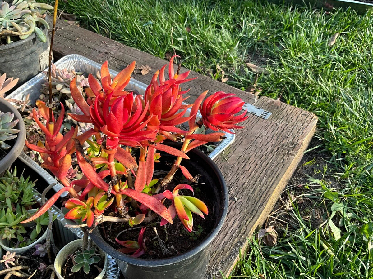 Crassula 'Campfire' Succulent Cuttings - 3 Healthy Pieces with Red & Green Foliage - Indoor Garden Plant - Crassula capitella