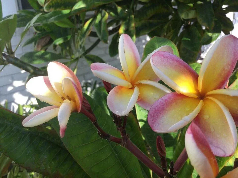 Lei Rainbow Plumeria Cutting 8-11 Inches - Fragrant Tropical Flowering Plant (Plumeria rubra)