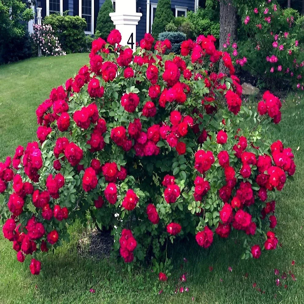 Japanese Red Rose Bush Seeds - Rosa Rugosa Rubra, Hardy Flower Seeds for Garden, Vibrant Red Blooms, Pollinator Attractant, Low Maintenance