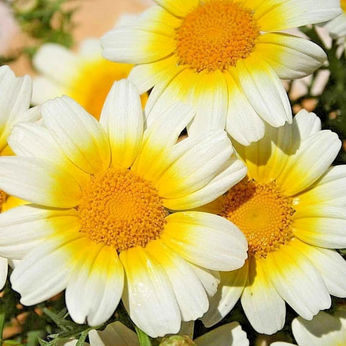 Garland Daisy Flower Seeds - 301+ Count - Medicinal & Culinary Use - Asian Cuisine - Prairie Wildflower (Bellis perennis)