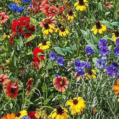 Wildflower Seed Mix - 25 Varieties Native to Southeast US, Pollinator & Eco-Friendly Perennial & Annual Seeds