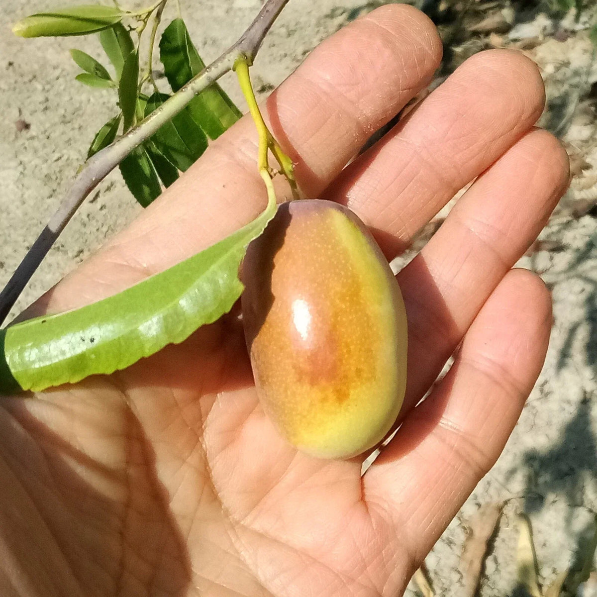 Ant Admire Jujube Tree Cuttings 8-Inch Graft Scion Wood Ziziphus jujuba for Grafting and Fruit Production