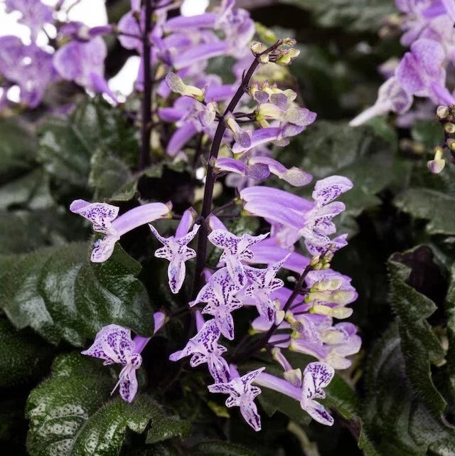 Purple Swedish Ivy Plant Pair in Pot | Trailing Vine with Purple & Green Foliage | Plectranthus australis Indoor Houseplant