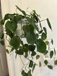 Heart Leaf Philodendron Cuttings - Philodendron hederaceum - Live Plant Cuttings for Propagation