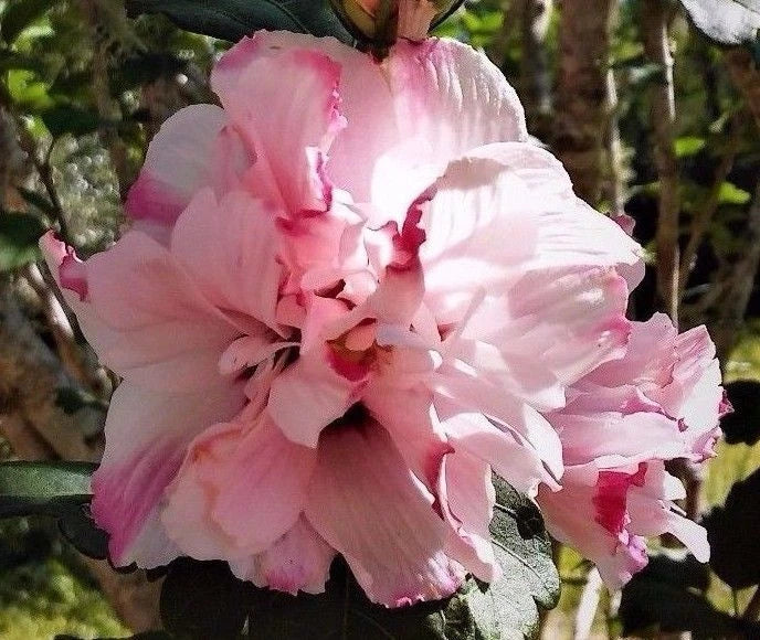 Live Plant Double Pink Rose of Sharon Hibiscus syriacus Starter, Variegated Double Pink Flowers