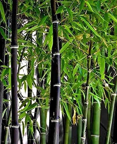 Black Bamboo Seeds - 150+ Seeds - Plant Black Bamboo for Privacy Screen - Phyllostachys nigra
