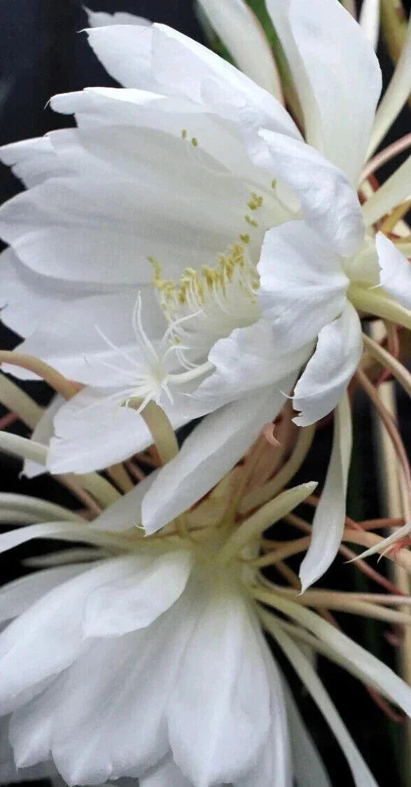 Epiphyllum Oxypetalum Plant - Starter Size - Queen of the Night Blooming Cactus Succulent - Indoor Outdoor Greenery