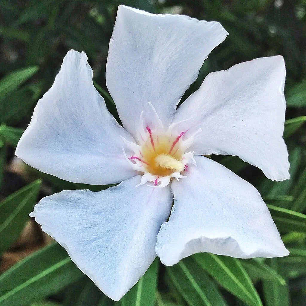 Oleander Live Cuttings 7 White Flower Shrub Nerium oleander Unrooted Plant for Garden Patio