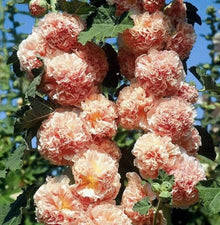 Hollyhock Seeds - Chater's Double Salmon Peony Flowered Blooms - Biennial Non-GMO, 25 Seeds