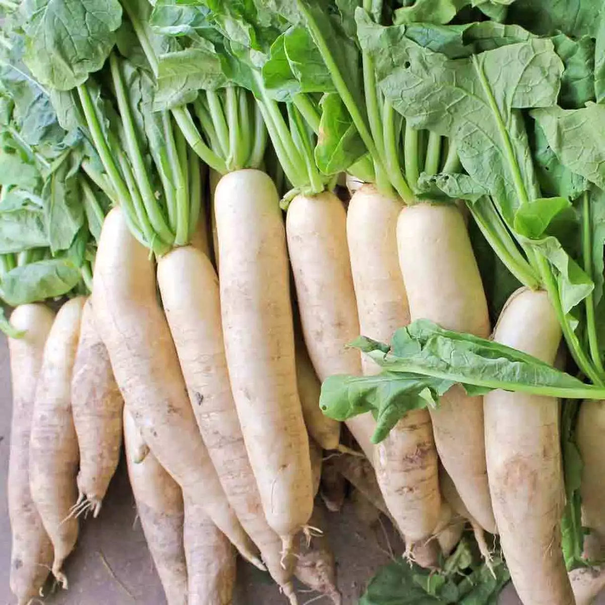 Daikon Radish Seeds - 1 Ounce, Large Root, Deer Food Plot, Raphanus sativus, Fast Growing, Edible, Wildlife Attractant