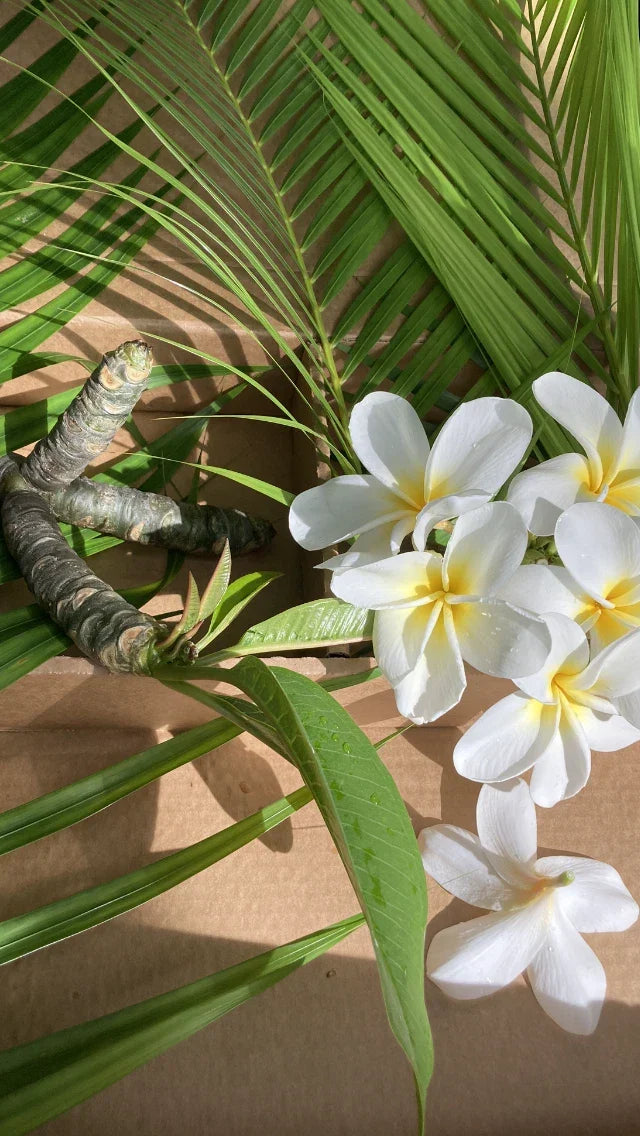 Hawaiian Plumeria Seeds - 5 Frangipani Temple Trees with White & Yellow Flowers - Plumeria rubra