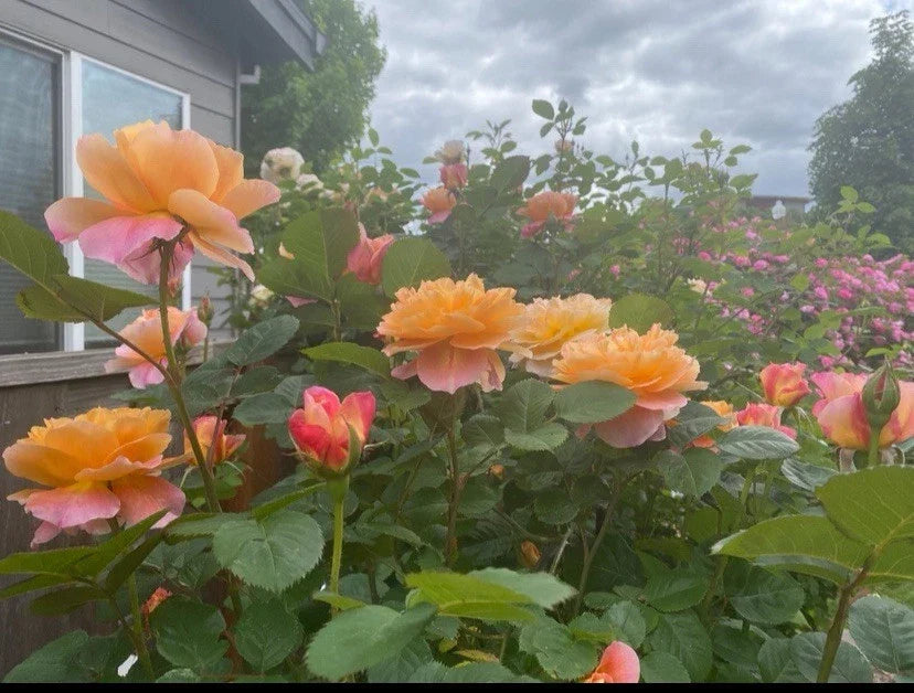 Heirloom Rose Cuttings - The Impressionist™ - Unrooted Fresh 5-8" Rosa spp. for Propagation, Garden, Landscape
