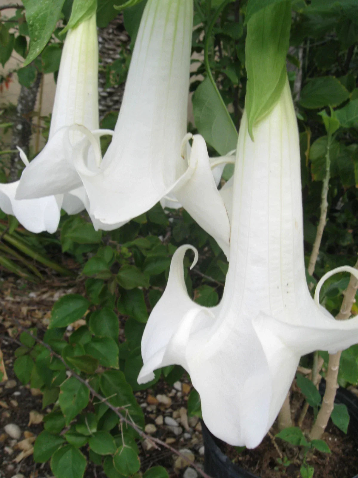 Angel’s Trumpet Cutting – Fresh Unrooted Brugmansia Fragrant Trumpet Flower Plant for Garden & Tropical Growers