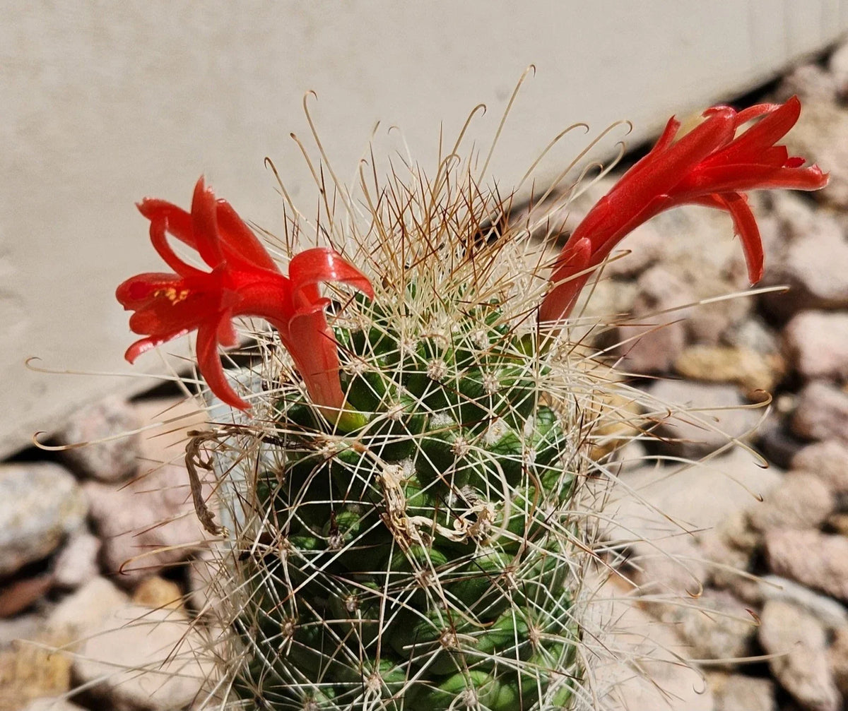 Cochemiea Setispina Cactus Plant Rooted Cutting - Unique Succulent for Indoor Outdoor Decor