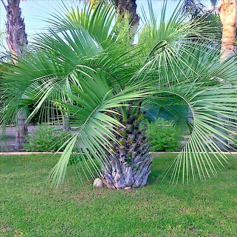 Jelly Pindo Palm Tree Seeds - Butia capitata - Cold Hardy Tropical Fruit Plant - 10 Seeds for Garden, Landscape & Container Planting