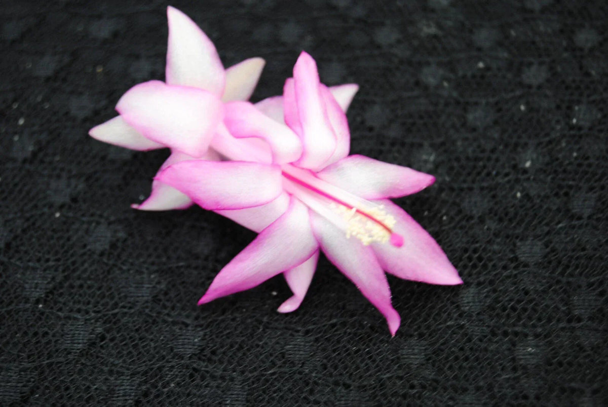 Christmas Cactus Starter Plant - Jolly Roger - Schlumbergera Truncata - Healthy Indoor Plant