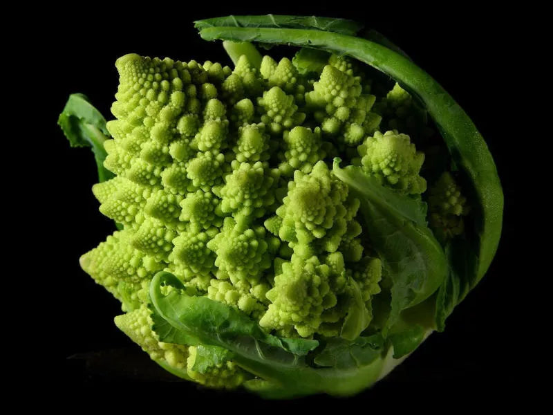 Broccoli Seeds - Romanesco Variety - Conical Shape - 100 Count - Brassica oleracea