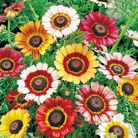 Painted Daisy Seeds - Mixed Colors - Perennial Non-GMO - Attracts Pollinators & Butterflies - 200 Seeds - Bellis perennis