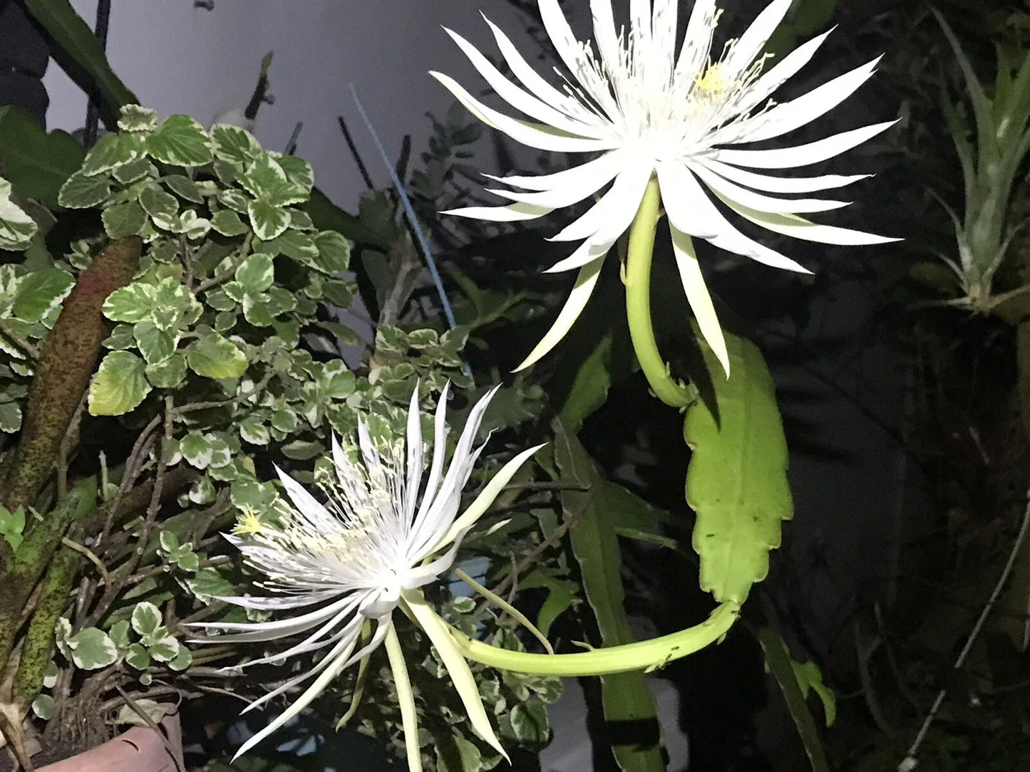 Epiphyllum Oxypetalum White Flower Orchid Cactus Cuttings Bundle of 8 Succulents for Indoor & Outdoor Gardening