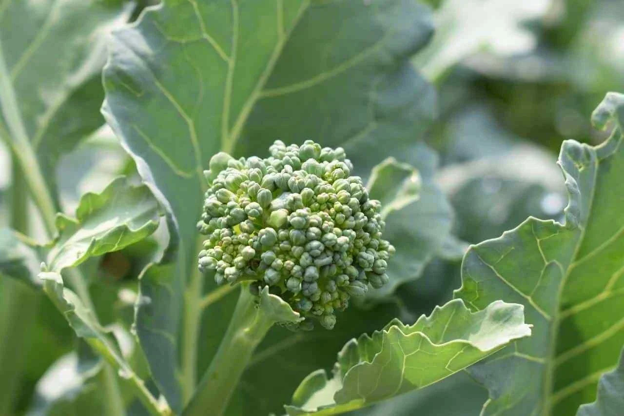 Broccoli Raab Seeds - Early Spring Rapini, Non-GMO Brassica rapa var. ruvo, Compact, Fast-Growing, Edible Greens, Free Shipping