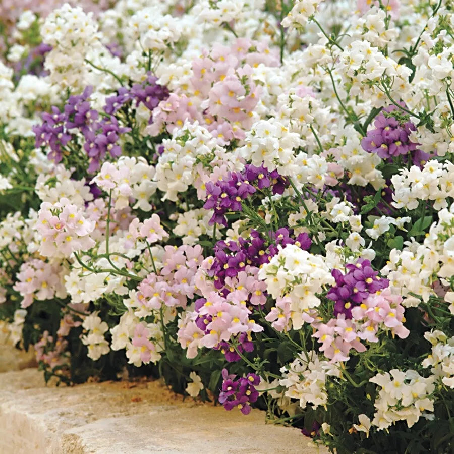 Nemesia Poetry Perennial Mix Seeds, Organic Fresh Cape Snapdragon, Vibrant Colorful Blooms, Attracts Pollinators, Compact Growth