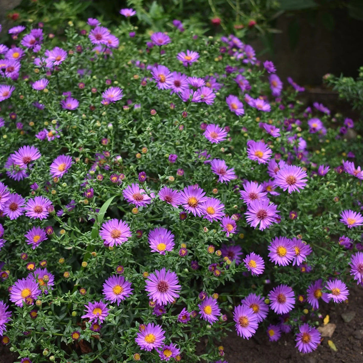 Aster 'Wood's Pink' Live Starter Plant – Native Fall-Blooming Perennial for Borders, Pollinator Garden, Containers