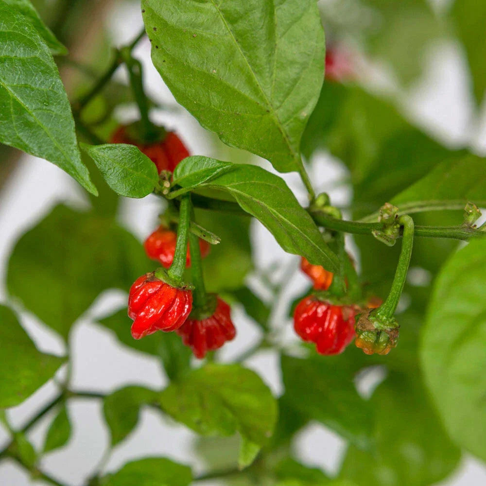 Dragon’s Breath Chili Pepper Seeds – Capsicum chinense – Extreme Heat Super Hot Red Pepper for Sauces & Spicy Challenges