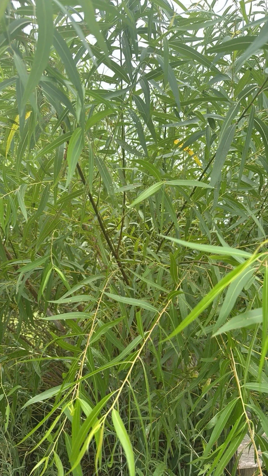 Black Willow Cuttings - 25 Unrooted Salix Nigra Stems for Propagation, Ornamental & Privacy Screening