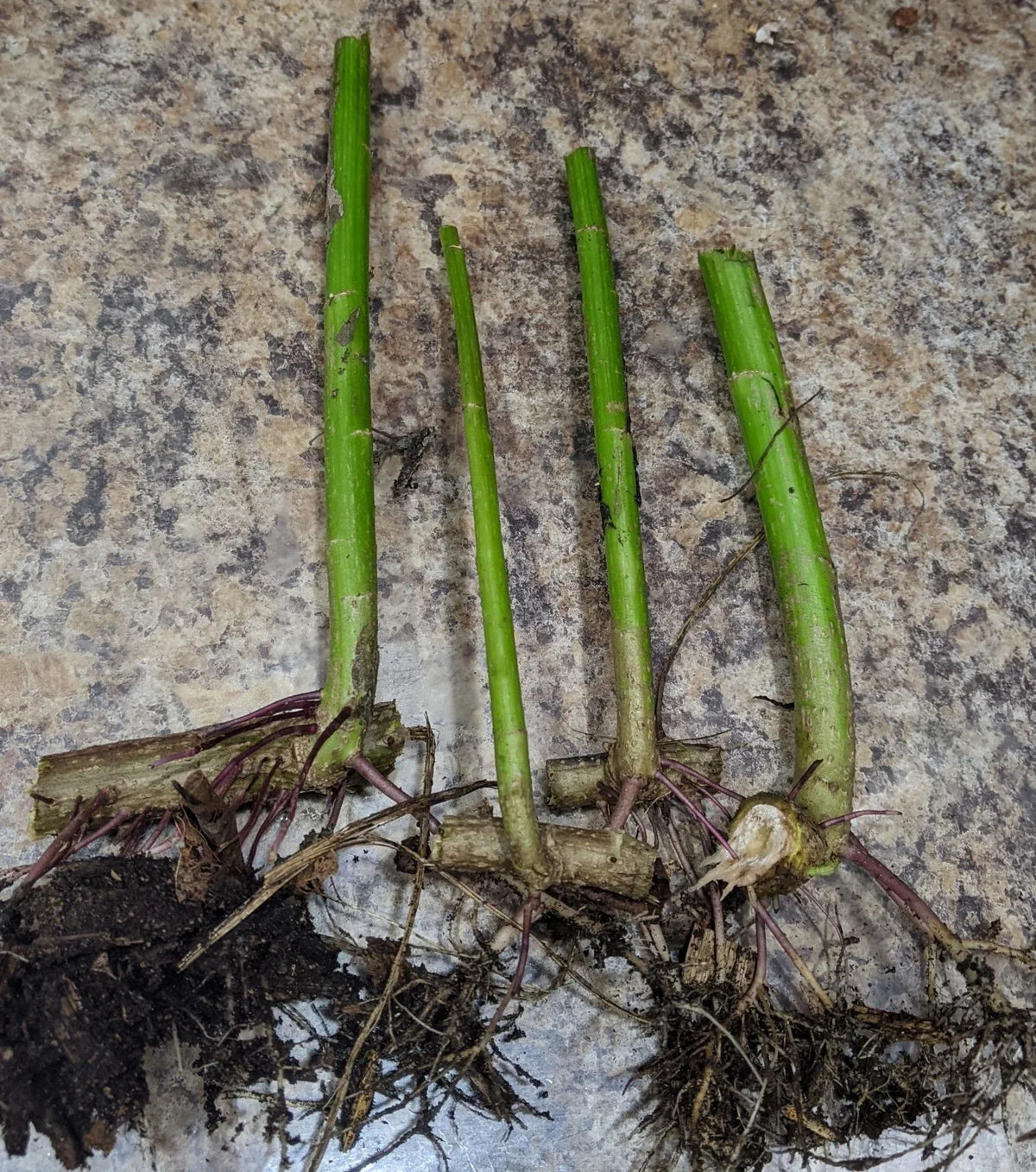 2 Tithonia diversifolia Cuttings - Mexican Sunflower Live Organic Rooted Pollinator Plant for Gardens