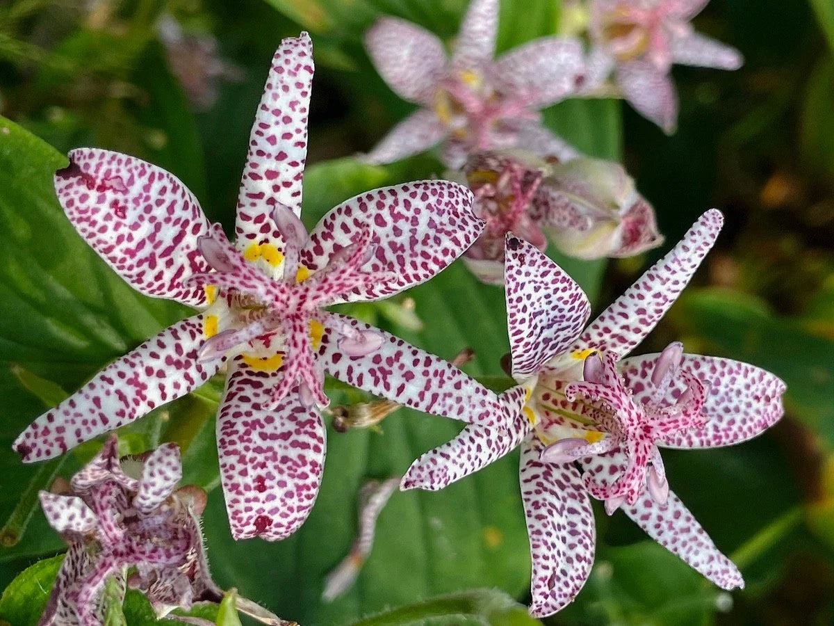 Tricyrtis ‘Sinonome’ Japanese Toad Lily Live Perennial Plant – Orchid-Like Fall Blooms, Shade-Loving, Deer-Resistant, Low-Maintenance