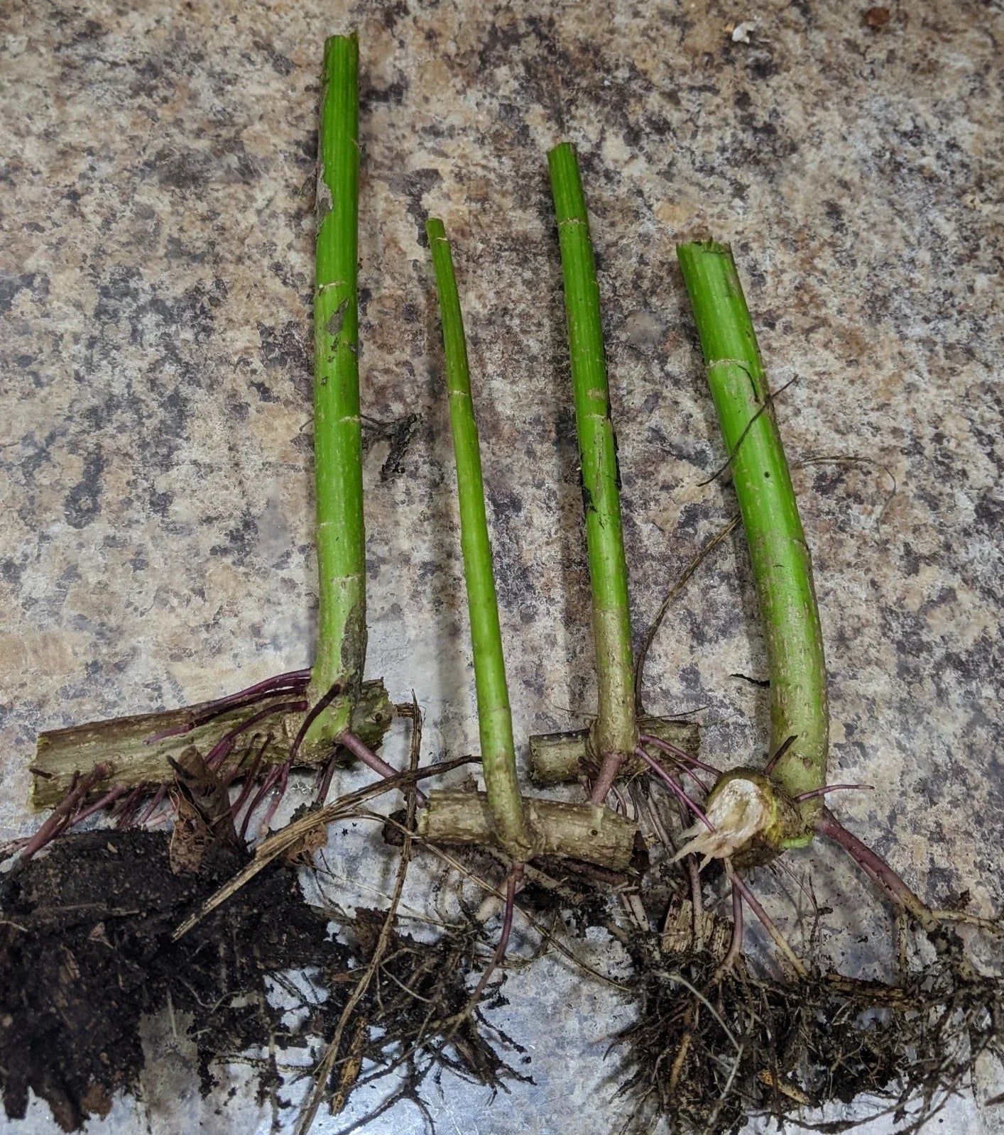 2 Tithonia diversifolia Cuttings - Mexican Sunflower Live Organic Rooted Pollinator Plant for Gardens