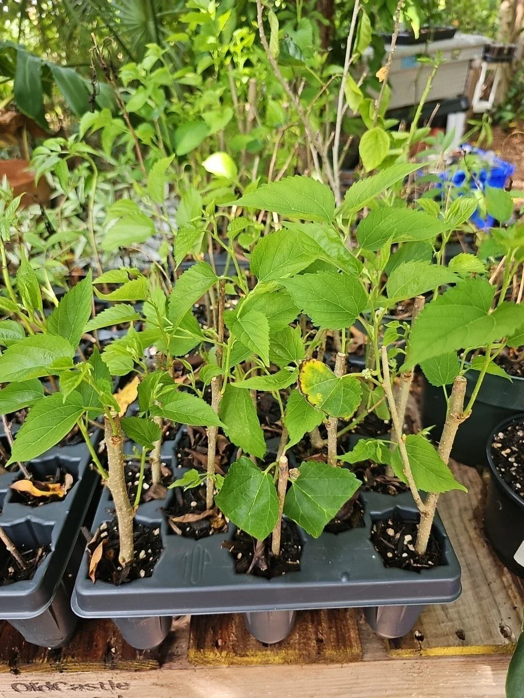 Dwarf Black Mulberry Live Plant – Organic Morus nigra Everbearing Tree for Containers & Garden, Sweet Black Berries